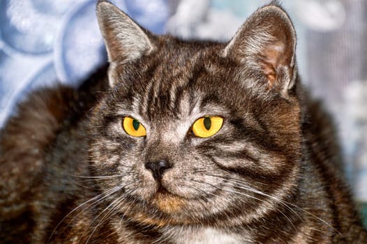 Big yellow bright eyes of 1 year old black cat with gray stripes looking away