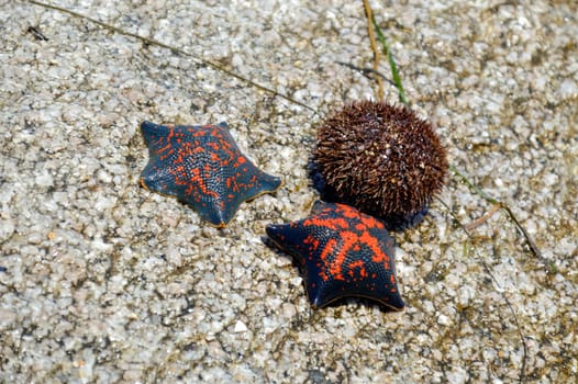 Two black and red sea stars Patiria pectinifera next to sea urchin Strongylocentrotus intermedius from Japanese sea, Russia