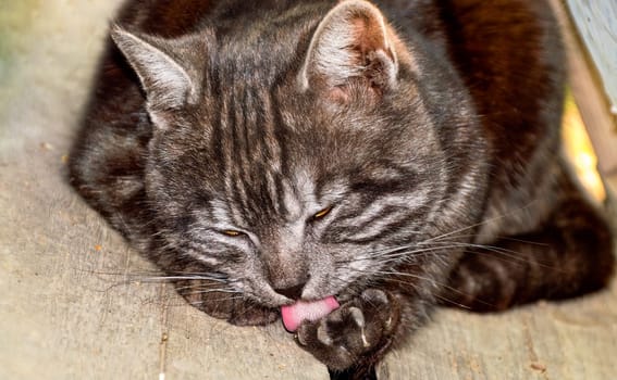Portrait of black cat with gray stripes licking its paw