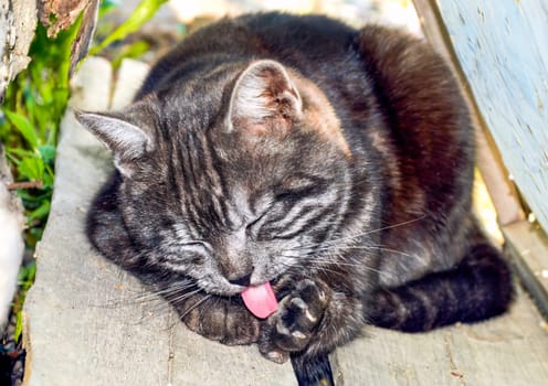 Portrait of black cat with gray stripes licking its paw