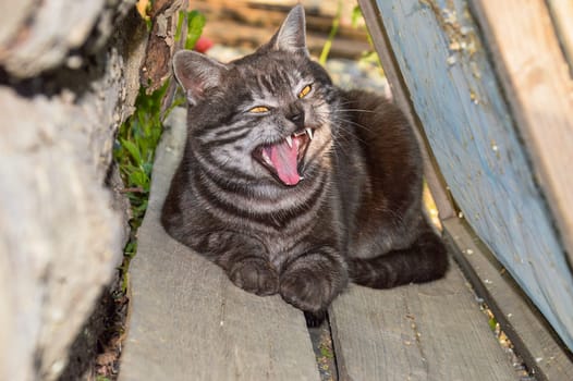 Yawning gray cat lies outside