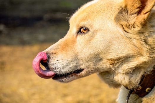 Portrait of a licking light brown dog. close up side view