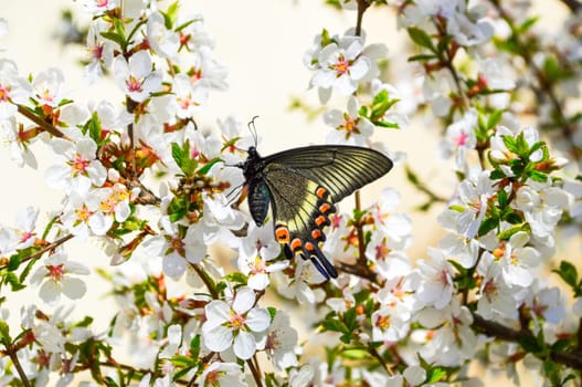 Swallowtail butterfly on the flowering branch of cherry in spring