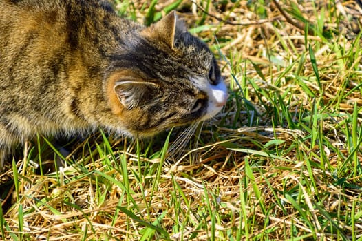 Smooth tabby cat eating and chewing grass for treatment Selective focus