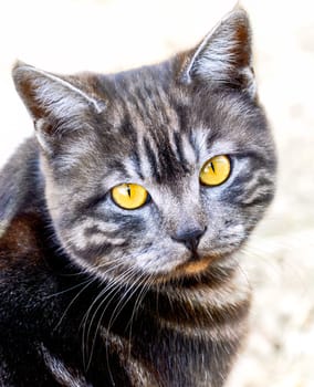 Adult male cat looking at the camera