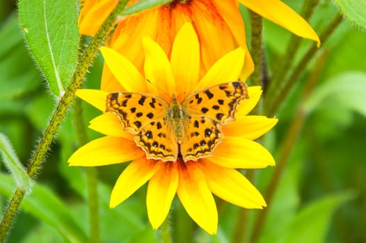 Polygonia c-album, the comma butterfly on Rudbeckia hirta flower. Russian Far East.