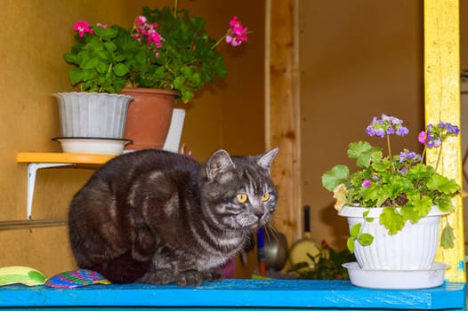 Dark gray cat laying next to flowers of  geranium on the veranda of village house. home furnishings