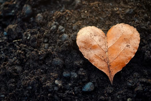 A leaf with a heart shape is on the ground. The leaf is brown and the ground is black