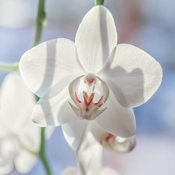 White orchid phalaenopsis flowers, macro. Floral background