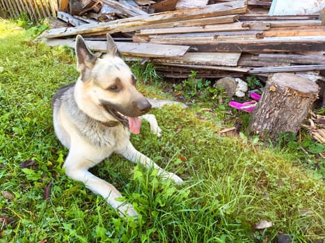 A German Shepherd relaxes on the grass in a yard filled with scattered wooden planks and vibrant greenery.