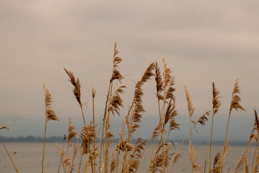 Still Life with Reeds