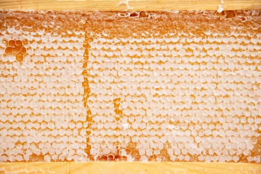 full frame with honeycombs with honey, organic enriched beekeeping product for healthy eating, alternative medicine, amber honeycomb texture, high quality photo