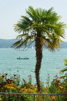 Mainau, Germany – July 31, 2024: Palm tree on the shore of Lake Constance on the island of Mainau. Boats and ships in the background.