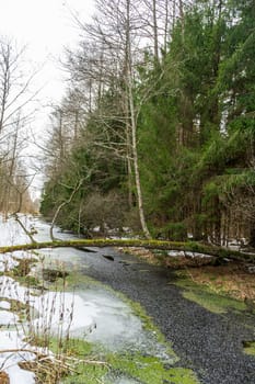 Winter landscape spruce forest frozen brook.