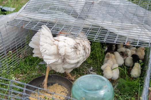 white hen looks after her chicks and teaches them to peck at millet from a bowl placed on the grass in a small wire cage, a scene showing farm life and poultry care,