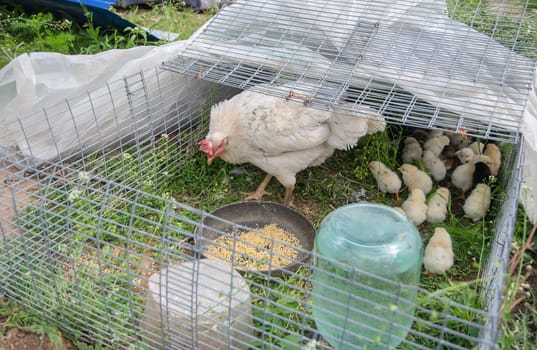 white hen takes care of her chicks and teaches them to peck millet from a bowl placed on the grass in a small wire cage, a scene showing farm life and the care of poultry,