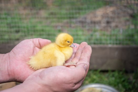 unrecognizable farmer tenderly holding a small newborn yellow duckling in his palms, showing care and love for animals, concept of breeding domestic ducks,