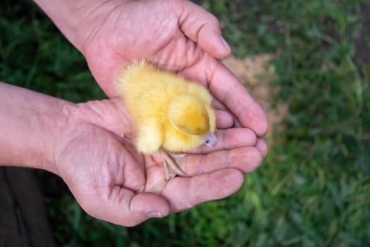 unrecognizable farmer tenderly holding tiny newborn yellow duckling in palms showing care and love for animals, poultry farming,