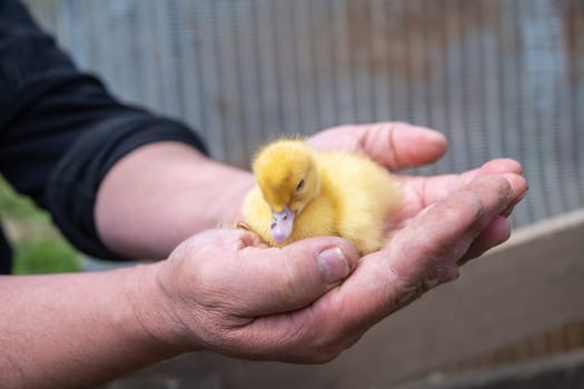 unrecognizable farmer tenderly holding tiny newborn yellow duckling, funny chick sits in man's palms, owner shows care and love for animals, poultry farming,