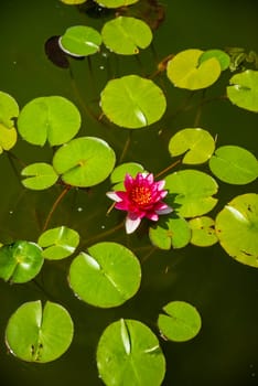 blooming pink lotus and green leaves around. brightly colored lotus grows in water, green lotus leaves float around the flower in the pond. photo taken from above, flower close-up