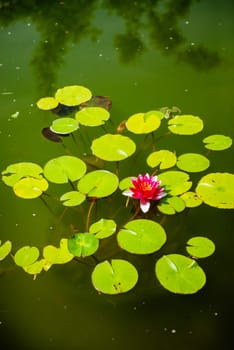 Blooming pink lotus and green leaves around. A brightly colored lotus grows in the water, green lotus leaves float around the flower in the pond, the water has a greenish tint.