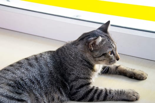 Thai striped cat lying down