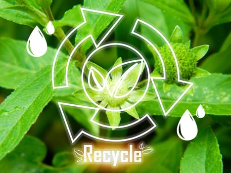 concept of recycling for a green world