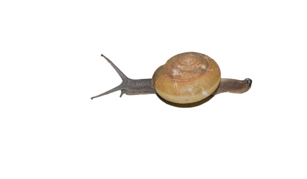 Pictures of snails classified as pests