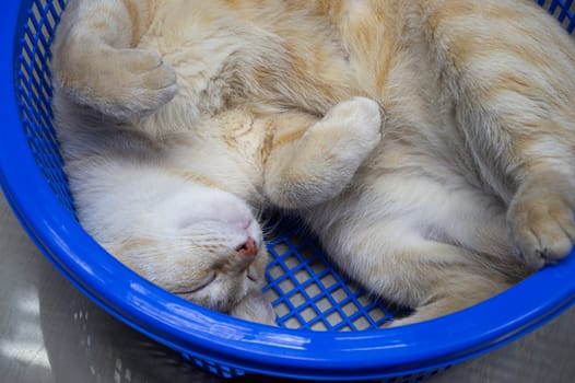 Top view, white and yellow cat lying back in the basket, thai cat