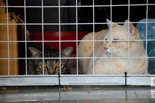 Two Thai cats lie behind the barricades. This is done to prevent escapes which will keep them safe.