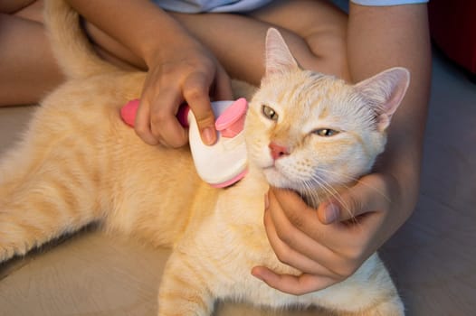 Brushing the cat's hair. Cats like to be brushed.