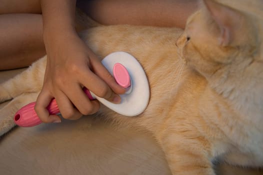 Brushing the cat's hair. Cats like to be brushed.