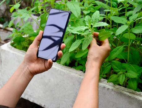 Concept Farm uses smartphones and applications to monitor yield and quality Smart Farming