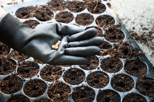 Farmers are planting seeds in seedling trays.