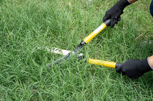 A farmer uses scissors to cut the grass on the ground.