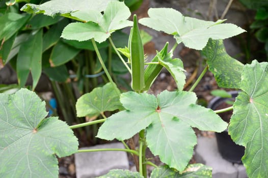 Okra It is an annual plant that is many years old. Grows well in subtropical climates. It is a plant that can be used as a medicinal herb. Because it has medicinal properties