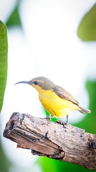 Bird (Olive-backed sunbird, Yellow-bellied sunbird) female yellow color perched on a tree in a nature wild