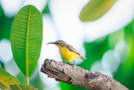 Bird (Olive-backed sunbird, Yellow-bellied sunbird) female yellow color perched on a tree in a nature wild