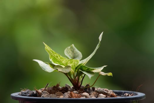 Greenery background, Anthurium Renaissance Variegated, green color of nature plant and leaf environment greenery concept