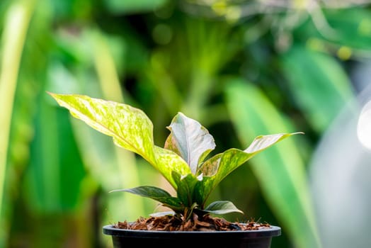 Greenery background, Anthurium Renaissance Variegated, green color of nature plant and leaf environment greenery concept