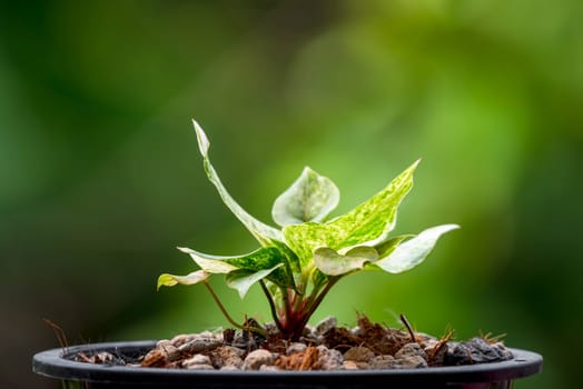 Greenery background, Anthurium Renaissance Variegated, green color of nature plant and leaf environment greenery concept