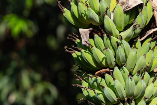 Greenery background, green color of nature plant and leaf environment greenery concept (Banana)
