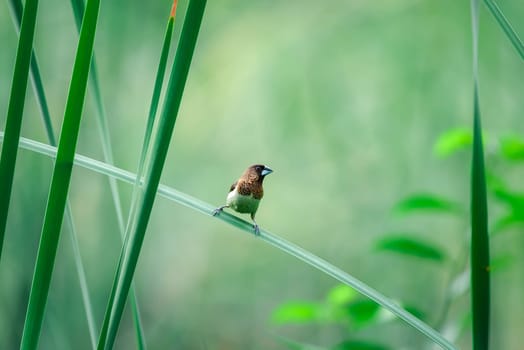 Bird (Scaly-breasted Munia or Lonchura punctulata) white and brown color perched on a tree in a nature wild