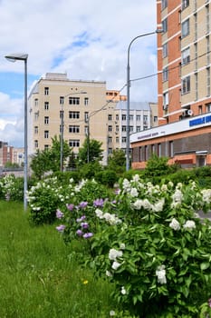 Moscow, Russia - June 5. 2022. Summer cityscape with the blooming lilacs in Zelenograd