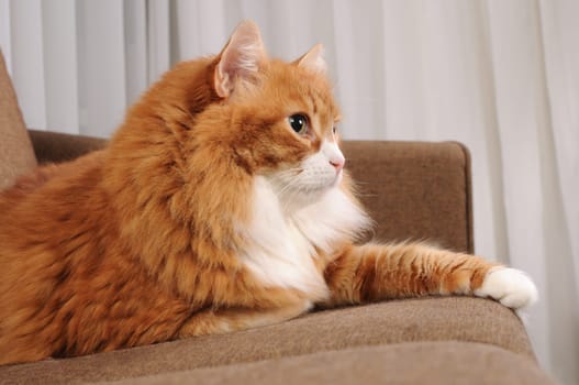 Adult, fluffy, ginger cat lying on the sofa, side view
