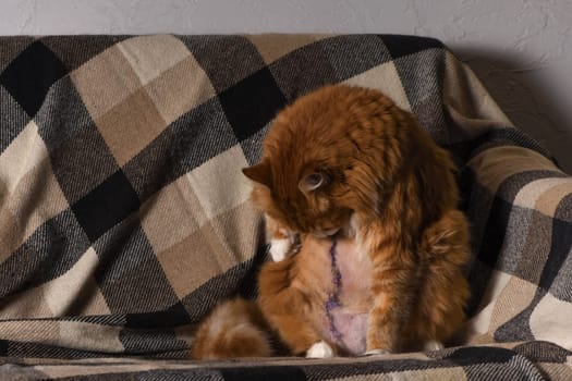 A ginger fluffy cat sits on the couch at home after surgery and licks the stitches
