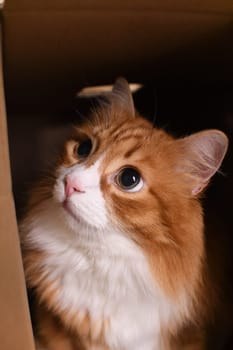 A ginger cat sits in a cardboard box, his gaze directed upward.