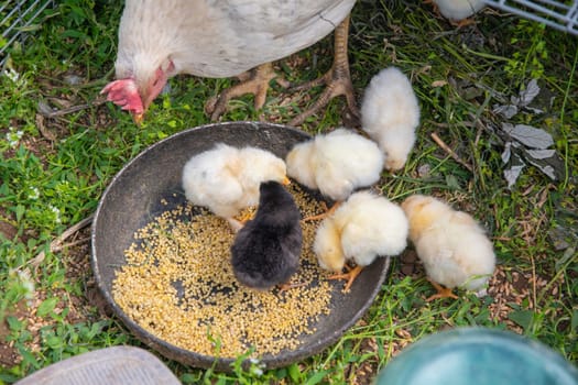 white mother hen cares for her little chicks, teaching them to peck millet from bowl placed on the grass,scene showing life on a farm and the care of poultry,