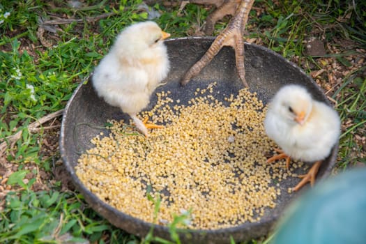A pair of small white fluffy chickens sit in a large bowl of grain and learn to eat, A scene showing life on a farm and the care of poultry.