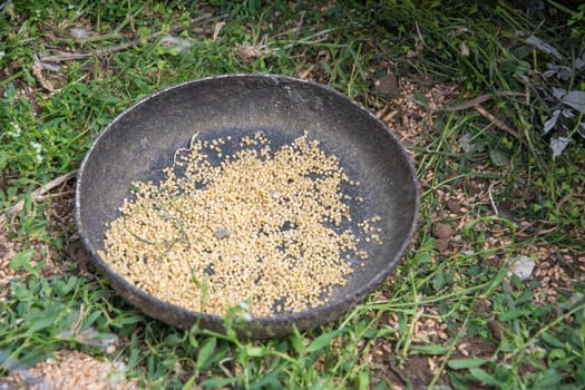 large bowl of grain stands on the grass in a cage, natural feed for poultry, the concept of breeding ducks and chickens,